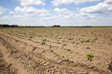 Image showing potato field, spring