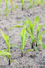 Image showing corn field. Spring