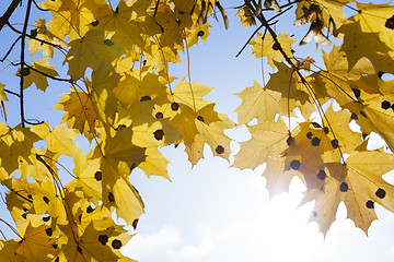 Image showing Nature in autumn season