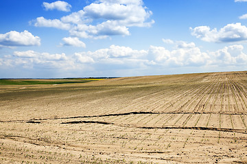 Image showing Field of green corn