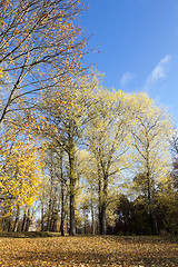 Image showing autumn foliage , the sky,