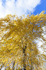Image showing birch tree in autumn