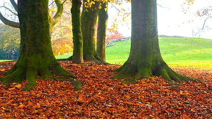 Image showing Colorful autumn park