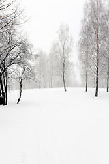 Image showing trees in winter