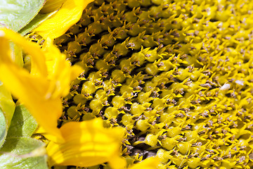 Image showing photographed close-up of a sunflower