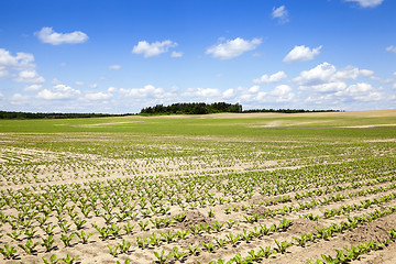 Image showing field with beetroot