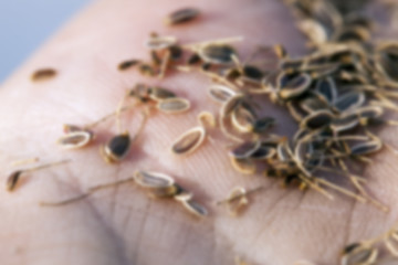 Image showing mature seeds of dill