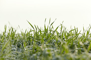 Image showing young grass plants, close-up