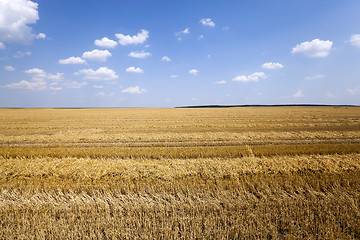 Image showing agriculture cereals. summer