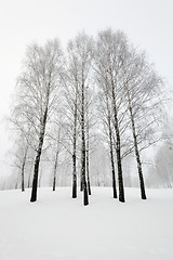 Image showing treetops , winter season