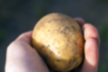 Image showing Potatoes in hand