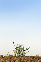 Image showing young grass plants, close-up