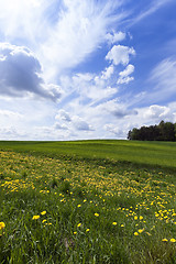 Image showing field with cereals