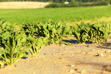 Image showing beetroot in field