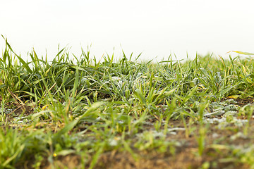 Image showing young grass plants, close-up