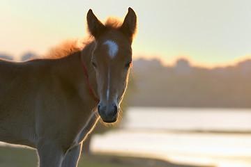 Image showing New young foal on field 