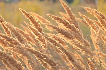 Image showing Macro dry reeds