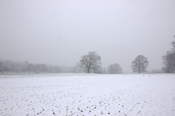 Image showing Winter