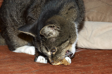 Image showing Cat eating