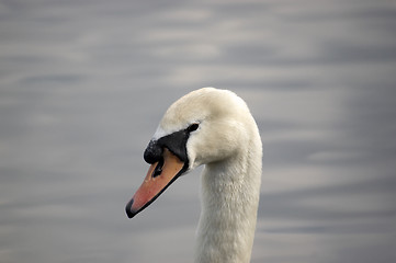 Image showing Swan