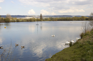 Image showing Swans on a lake