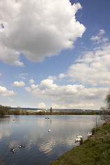 Image showing Swans on a lake