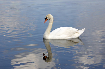 Image showing Swan