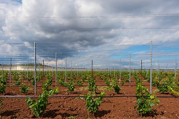Image showing Large field of grapes