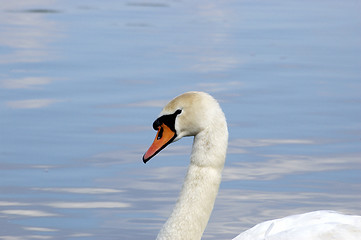 Image showing Swan