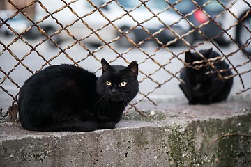 Image showing Dirty street cats sitting in factory