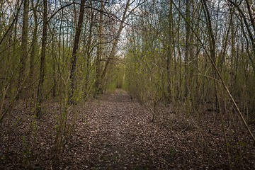 Image showing Small Pathway going trough the forest