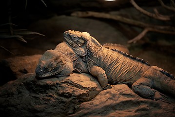 Image showing Large lizards sleeping