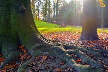 Image showing Colorful autumn park