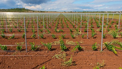 Image showing Large field of grapes