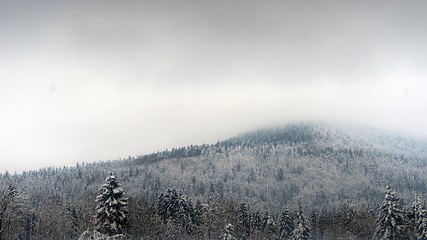 Image showing Snowy fir trees