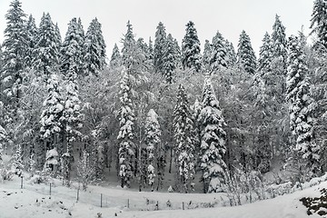 Image showing Snowy fir trees