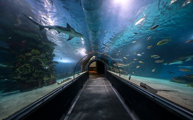 Image showing Hallway at large aquarium