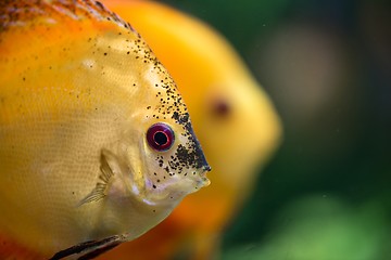 Image showing Colorful tropical fish