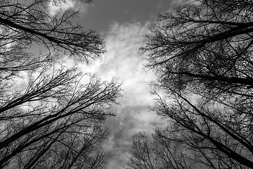 Image showing Abstract hoto of some winter branches