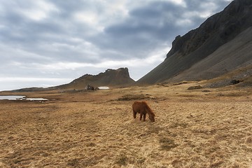 Image showing Brown horse closeup