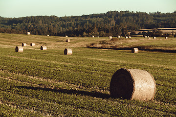 Image showing harvested field with straw bales in summer