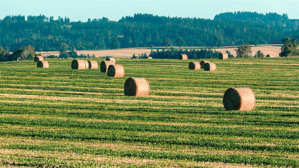Image showing harvested field with straw bales in summer
