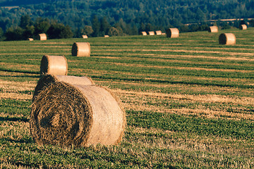 Image showing harvested field with straw bales in summer