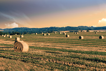 Image showing harvested field with straw bales in summer