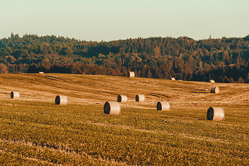 Image showing harvested field with straw bales in summer