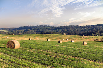 Image showing harvested field with straw bales in summer