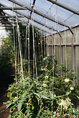 Image showing Tomatoes growing in green house