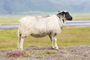 Image showing Single Icelandic sheep