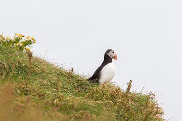 Image showing Colorful Puffin isolated in natural environment