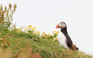 Image showing Colorful Puffin isolated in natural environment